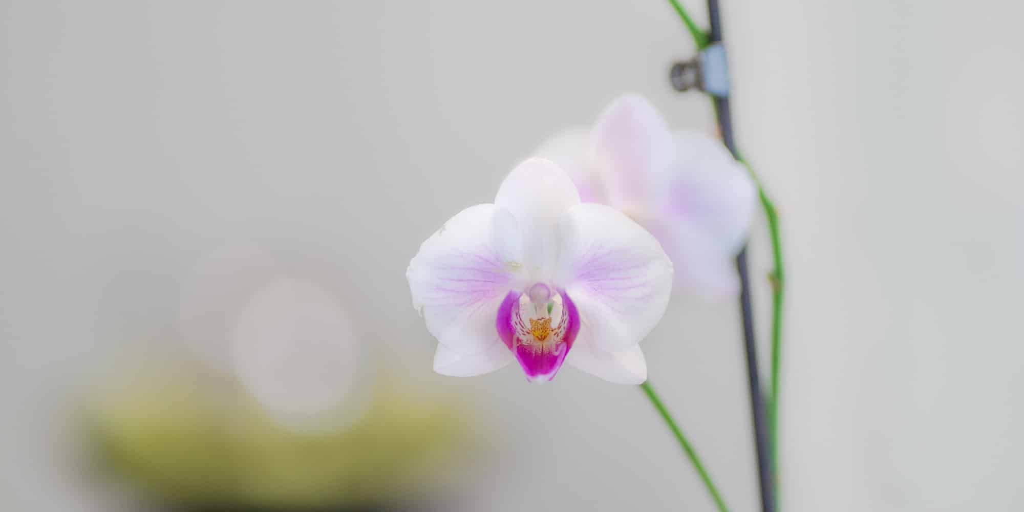 Titelbild plastische Gesichtschirurgie und ästhetische Behandlungen - Ästhetik - Auf dem Bild ist eine Orchidee